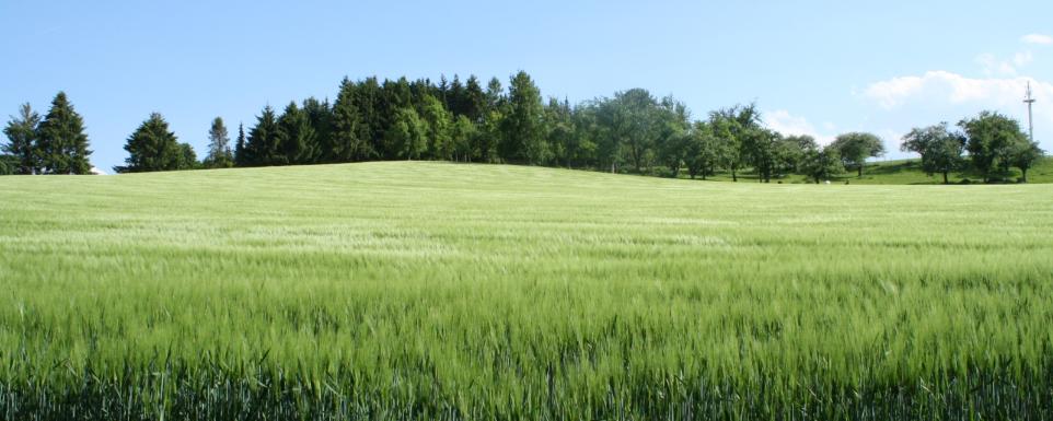 Gerste, Ex-Bild-DB-ID: 1615