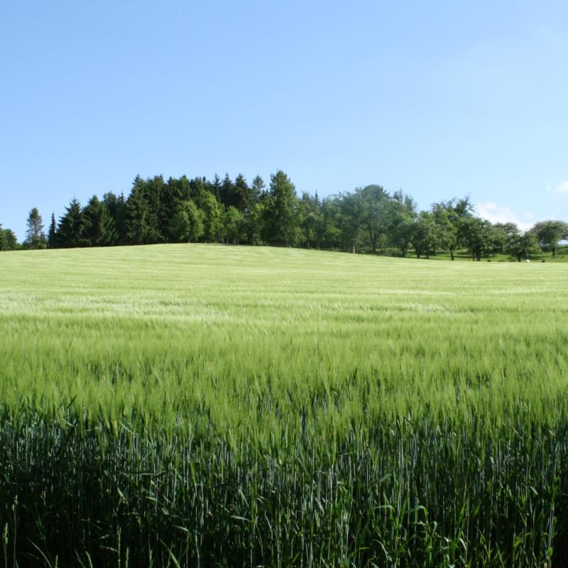 Gerste, Ex-Bild-DB-ID: 1615