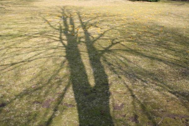 Licht und Schatten Schatten werfen, Umrisse erkennen, Ex-Bild-DB-ID: 8157