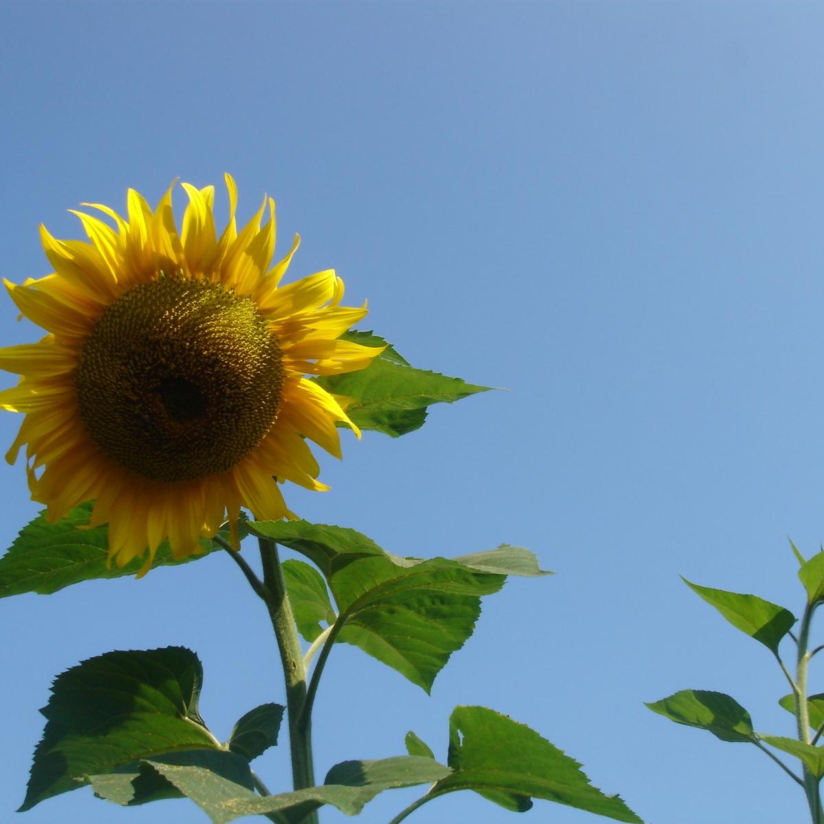 vor blauem Himmel,  Sommer, Herbst,  Die Sonnenblume ist eine bis zu 2 m tief wurzelnde einjährige kultivierte Pflanze. Sie ist sehr photosyntheseaktiv; eine große Pflanze bindet pro Tag das in einem Raum von 100 Kubikmetern vorhandene Kohlenstoffdioxid. Allerdings sind die Pflanzen sehr lichtabhängig d. h., die Netto-Photosyntheserate steht in direktem Verhältnis zum Logarithmus der Lichtintensität, deshalb bleiben bereits geringfügig schlechter besonnte Pflanzen wesentlich kleiner. Ex-Bild-DB-ID: 22220