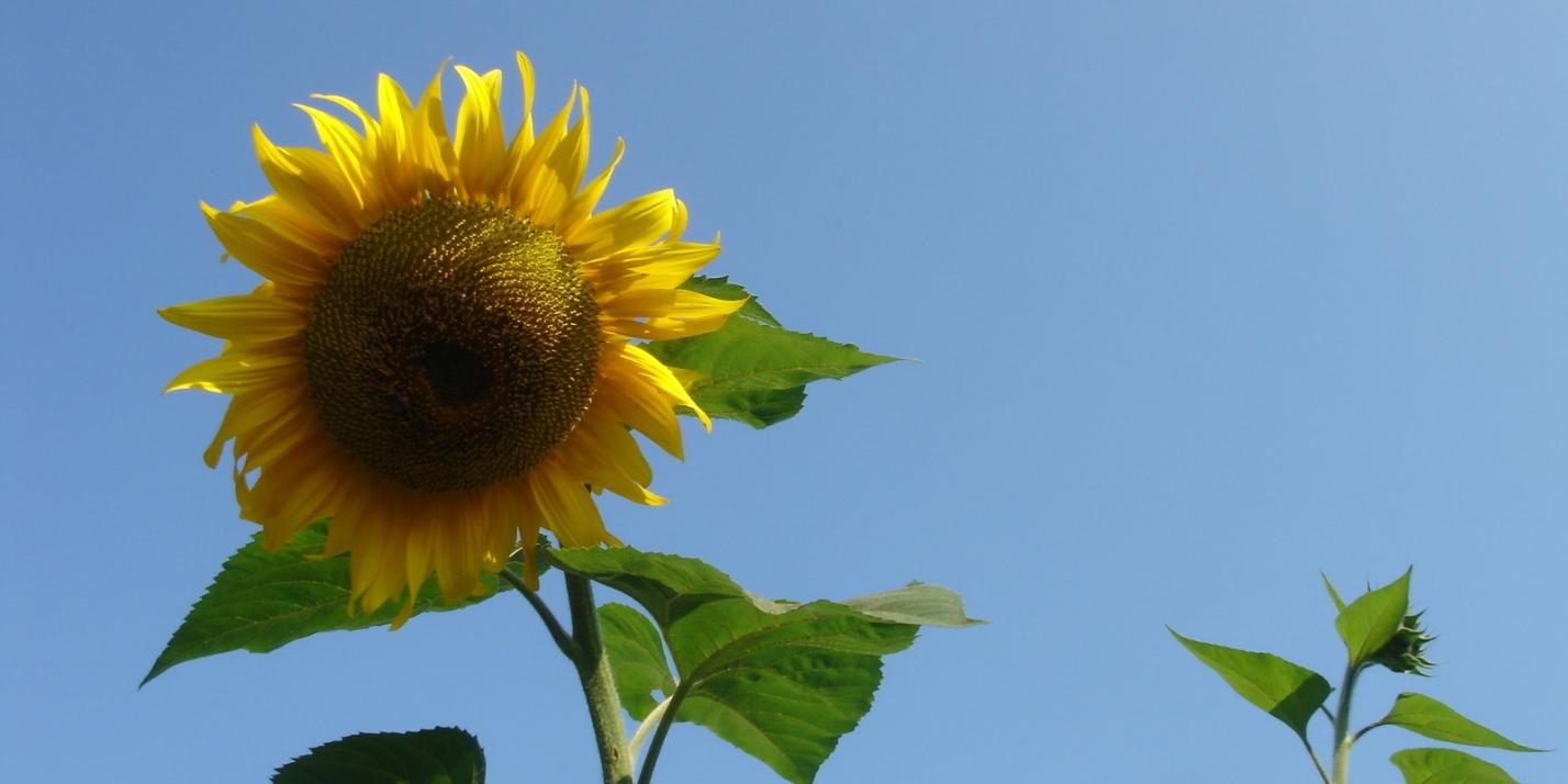 vor blauem Himmel,  Sommer, Herbst,  Die Sonnenblume ist eine bis zu 2 m tief wurzelnde einjährige kultivierte Pflanze. Sie ist sehr photosyntheseaktiv; eine große Pflanze bindet pro Tag das in einem Raum von 100 Kubikmetern vorhandene Kohlenstoffdioxid. Allerdings sind die Pflanzen sehr lichtabhängig d. h., die Netto-Photosyntheserate steht in direktem Verhältnis zum Logarithmus der Lichtintensität, deshalb bleiben bereits geringfügig schlechter besonnte Pflanzen wesentlich kleiner. Ex-Bild-DB-ID: 22220