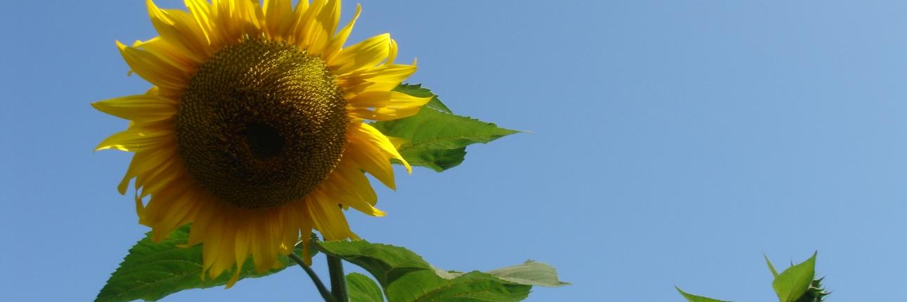 vor blauem Himmel,  Sommer, Herbst,  Die Sonnenblume ist eine bis zu 2 m tief wurzelnde einjährige kultivierte Pflanze. Sie ist sehr photosyntheseaktiv; eine große Pflanze bindet pro Tag das in einem Raum von 100 Kubikmetern vorhandene Kohlenstoffdioxid. Allerdings sind die Pflanzen sehr lichtabhängig d. h., die Netto-Photosyntheserate steht in direktem Verhältnis zum Logarithmus der Lichtintensität, deshalb bleiben bereits geringfügig schlechter besonnte Pflanzen wesentlich kleiner. Ex-Bild-DB-ID: 22220