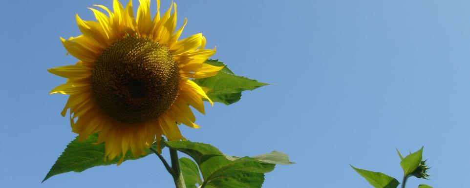 vor blauem Himmel,  Sommer, Herbst,  Die Sonnenblume ist eine bis zu 2 m tief wurzelnde einjährige kultivierte Pflanze. Sie ist sehr photosyntheseaktiv; eine große Pflanze bindet pro Tag das in einem Raum von 100 Kubikmetern vorhandene Kohlenstoffdioxid. Allerdings sind die Pflanzen sehr lichtabhängig d. h., die Netto-Photosyntheserate steht in direktem Verhältnis zum Logarithmus der Lichtintensität, deshalb bleiben bereits geringfügig schlechter besonnte Pflanzen wesentlich kleiner. Ex-Bild-DB-ID: 22220