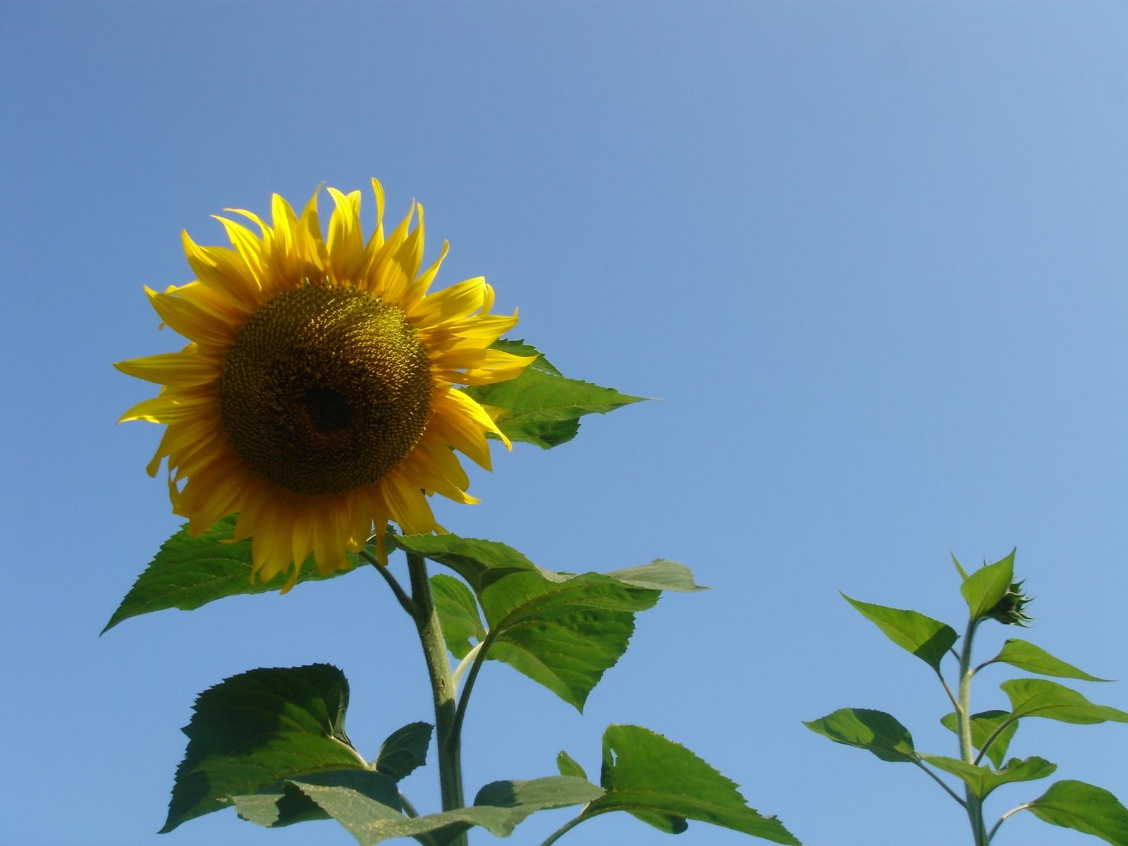 vor blauem Himmel, Sommer, Herbst, Die Sonnenblume ist eine bis zu 2 m tief wurzelnde einjährige kultivierte Pflanze. Sie ist sehr photosyntheseaktiv; eine große Pflanze bindet pro Tag das in einem Raum von 100 Kubikmetern vorhandene Kohlenstoffdioxid. Allerdings sind die Pflanzen sehr lichtabhängig d. h., die Netto-Photosyntheserate steht in direktem Verhältnis zum Logarithmus der Lichtintensität, deshalb bleiben bereits geringfügig schlechter besonnte Pflanzen wesentlich kleiner. Ex-Bild-DB-ID: 22220