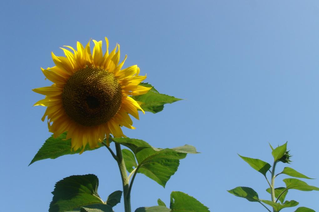 vor blauem Himmel,  Sommer, Herbst,  Die Sonnenblume ist eine bis zu 2 m tief wurzelnde einjährige kultivierte Pflanze. Sie ist sehr photosyntheseaktiv; eine große Pflanze bindet pro Tag das in einem Raum von 100 Kubikmetern vorhandene Kohlenstoffdioxid. Allerdings sind die Pflanzen sehr lichtabhängig d. h., die Netto-Photosyntheserate steht in direktem Verhältnis zum Logarithmus der Lichtintensität, deshalb bleiben bereits geringfügig schlechter besonnte Pflanzen wesentlich kleiner. Ex-Bild-DB-ID: 22220