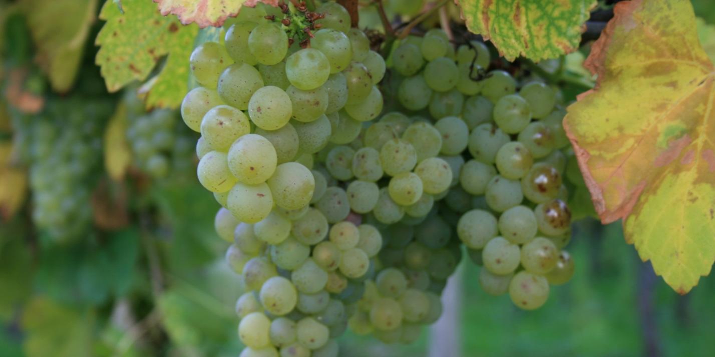 Herbst, Wein, Weintrauben,  Die Weinlese ist der Höhepunkt des WInzerjahres. Weinlese ist, wenn der gewünschte Reifegrad der Trauben erreicht ist.  Zucker, Säure, PH-Wert und andere Parameter sind dafür ausschlaggebend.  Durch die Vielzahl der Rebsorten, darunter gibt es (sehr) früh, mittel und (sehr) spät reifende, zieht sich die Weinernte gewöhnlich über mehrere Monate hin. Ex-Bild-DB-ID: 9468