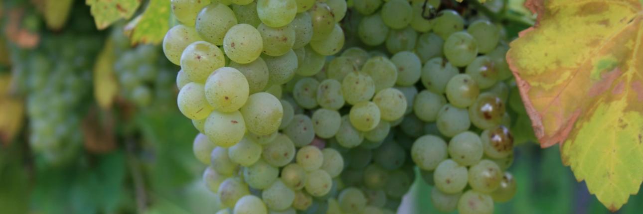 Herbst, Wein, Weintrauben,  Die Weinlese ist der Höhepunkt des WInzerjahres. Weinlese ist, wenn der gewünschte Reifegrad der Trauben erreicht ist.  Zucker, Säure, PH-Wert und andere Parameter sind dafür ausschlaggebend.  Durch die Vielzahl der Rebsorten, darunter gibt es (sehr) früh, mittel und (sehr) spät reifende, zieht sich die Weinernte gewöhnlich über mehrere Monate hin. Ex-Bild-DB-ID: 9468