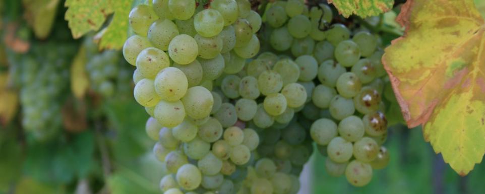 Herbst, Wein, Weintrauben,  Die Weinlese ist der Höhepunkt des WInzerjahres. Weinlese ist, wenn der gewünschte Reifegrad der Trauben erreicht ist.  Zucker, Säure, PH-Wert und andere Parameter sind dafür ausschlaggebend.  Durch die Vielzahl der Rebsorten, darunter gibt es (sehr) früh, mittel und (sehr) spät reifende, zieht sich die Weinernte gewöhnlich über mehrere Monate hin. Ex-Bild-DB-ID: 9468