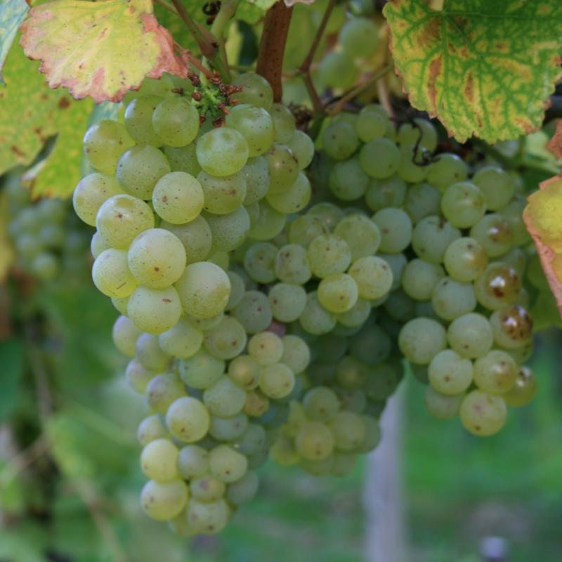 Herbst, Wein, Weintrauben,  Die Weinlese ist der Höhepunkt des WInzerjahres. Weinlese ist, wenn der gewünschte Reifegrad der Trauben erreicht ist.  Zucker, Säure, PH-Wert und andere Parameter sind dafür ausschlaggebend.  Durch die Vielzahl der Rebsorten, darunter gibt es (sehr) früh, mittel und (sehr) spät reifende, zieht sich die Weinernte gewöhnlich über mehrere Monate hin. Ex-Bild-DB-ID: 9468