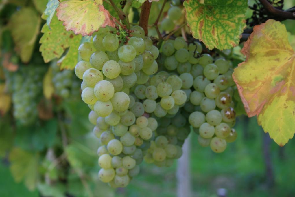Herbst, Wein, Weintrauben,  Die Weinlese ist der Höhepunkt des WInzerjahres. Weinlese ist, wenn der gewünschte Reifegrad der Trauben erreicht ist.  Zucker, Säure, PH-Wert und andere Parameter sind dafür ausschlaggebend.  Durch die Vielzahl der Rebsorten, darunter gibt es (sehr) früh, mittel und (sehr) spät reifende, zieht sich die Weinernte gewöhnlich über mehrere Monate hin. Ex-Bild-DB-ID: 9468