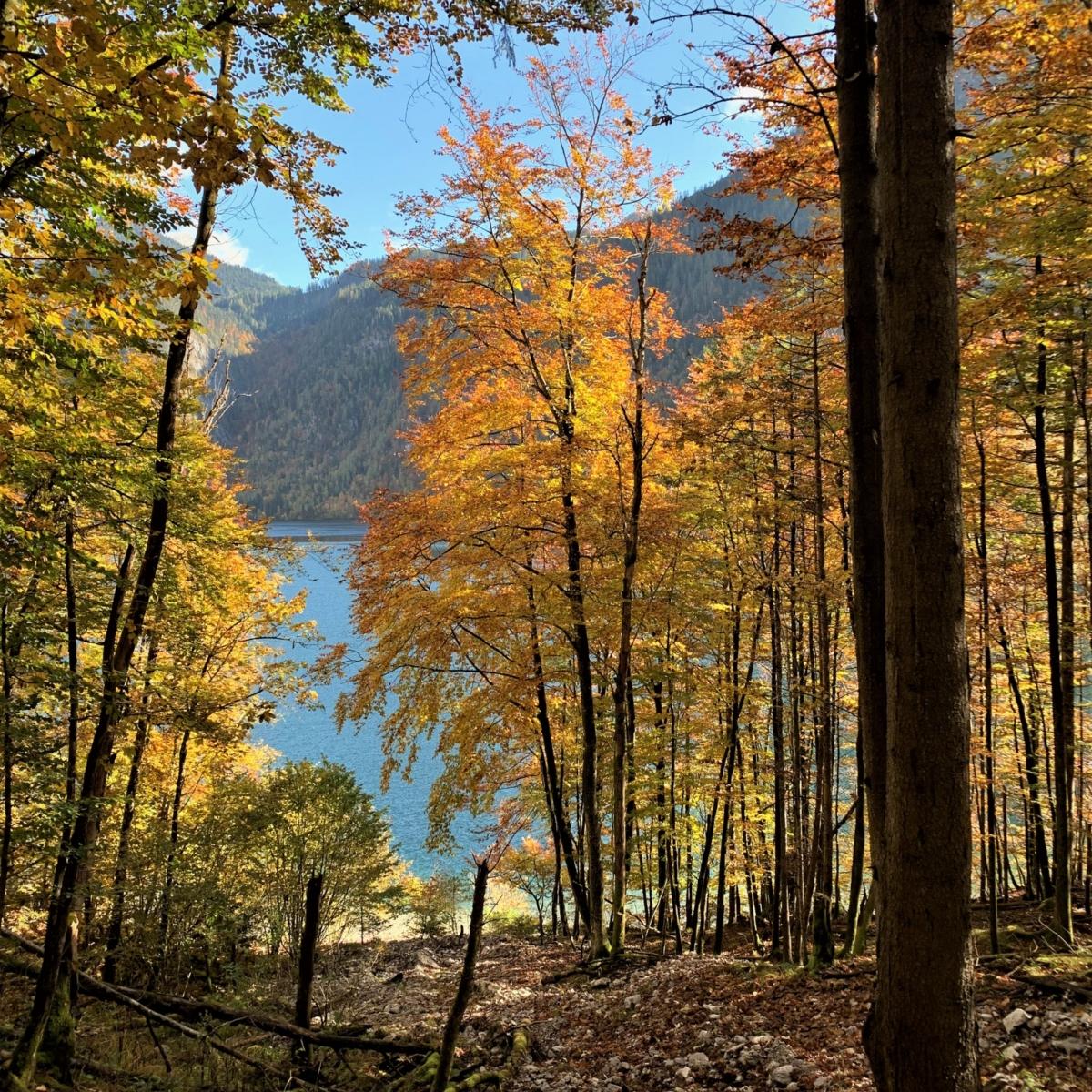 Am Königssee - Herbst