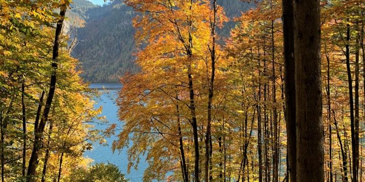 Am Königssee - Herbst