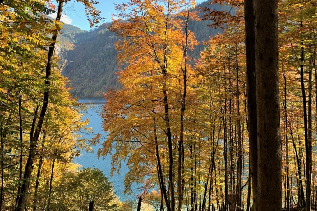 Am Königssee - Herbst