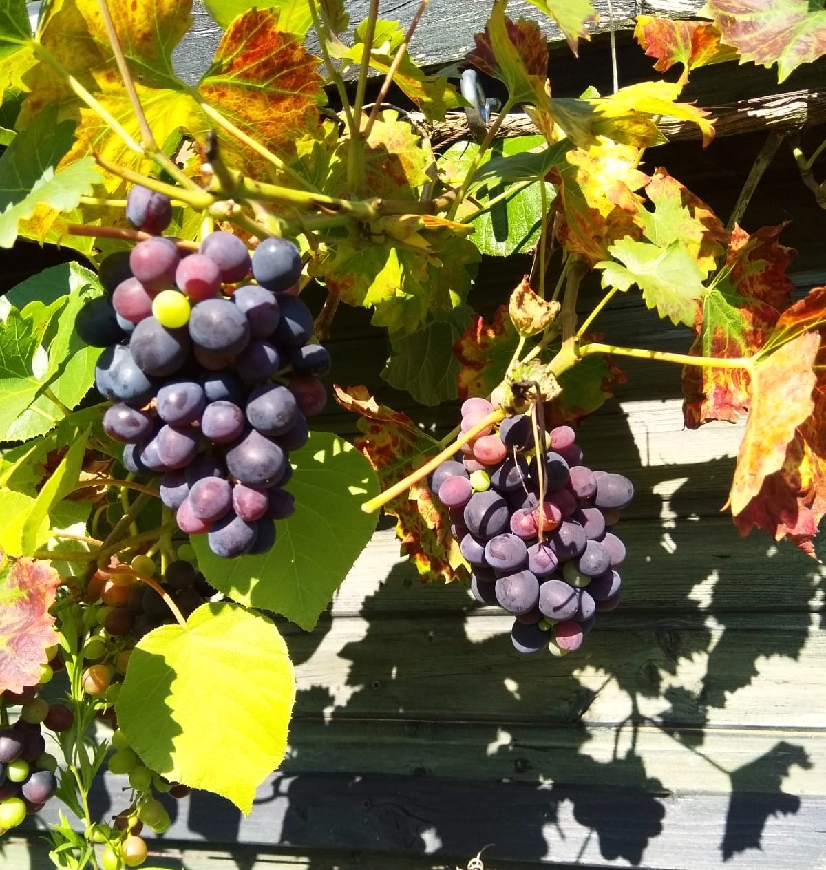 Reife Trauben Herbst Ernte
