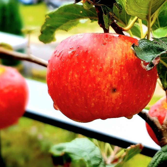 Äpfel im Herbst