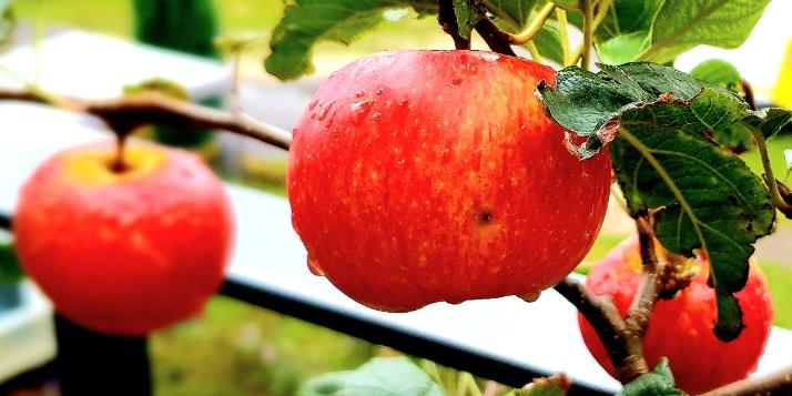 Äpfel im Herbst