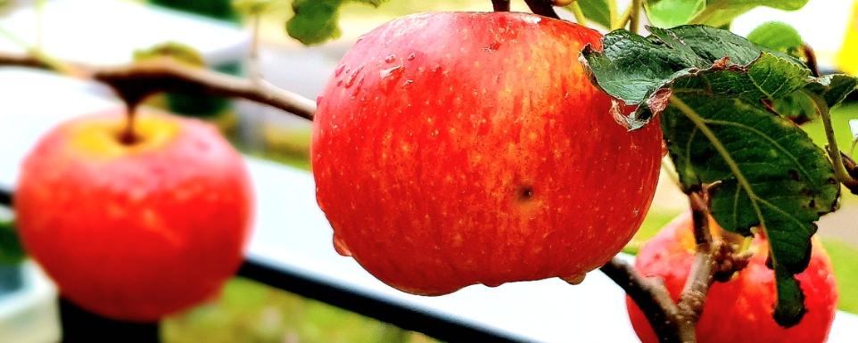 Äpfel im Herbst