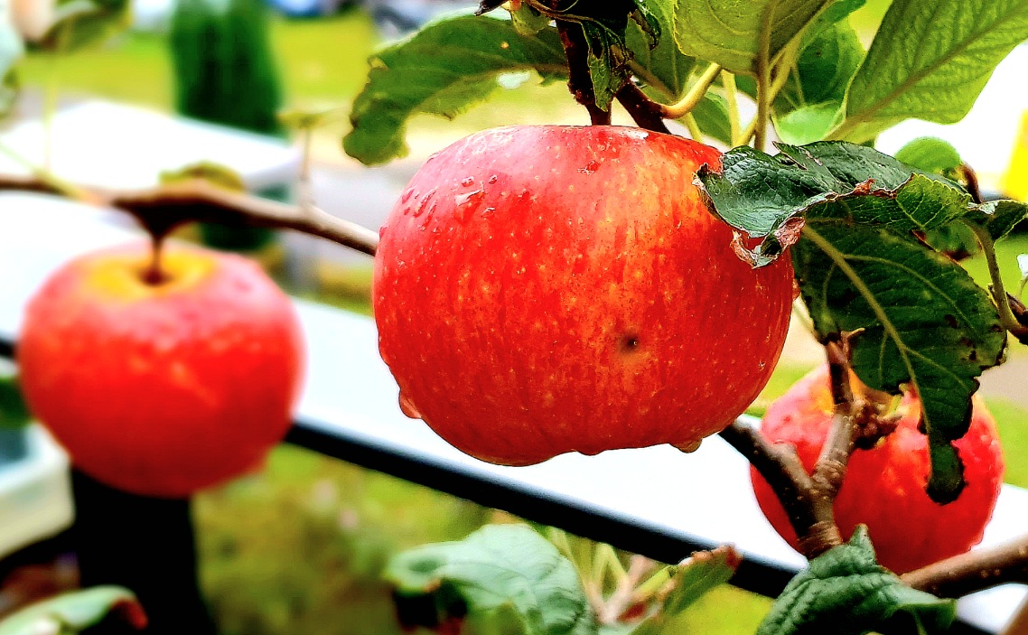 Äpfel im Herbst
