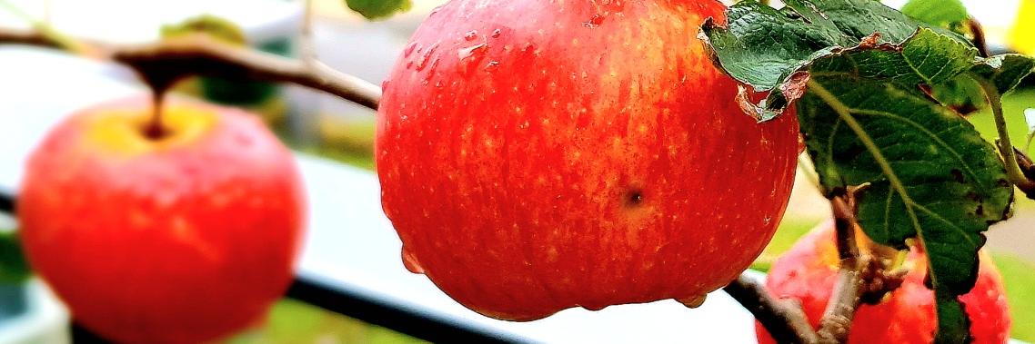 Äpfel im Herbst