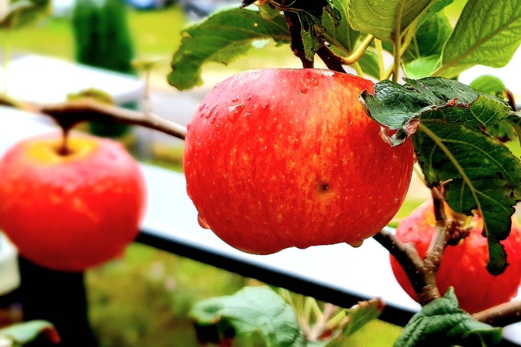 Äpfel im Herbst
