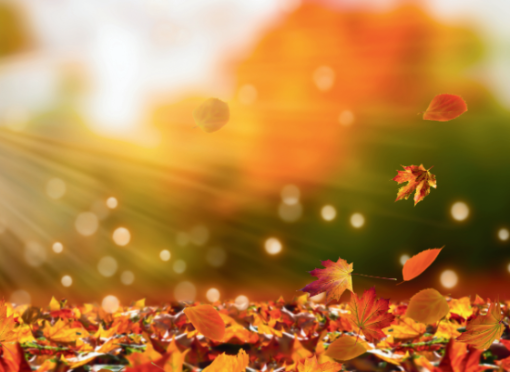 Herbst Blätter Licht