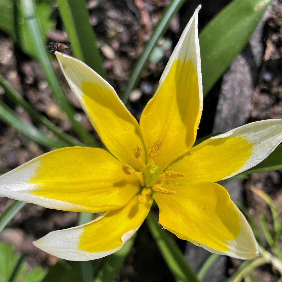 Blüte - Blume - Frühling