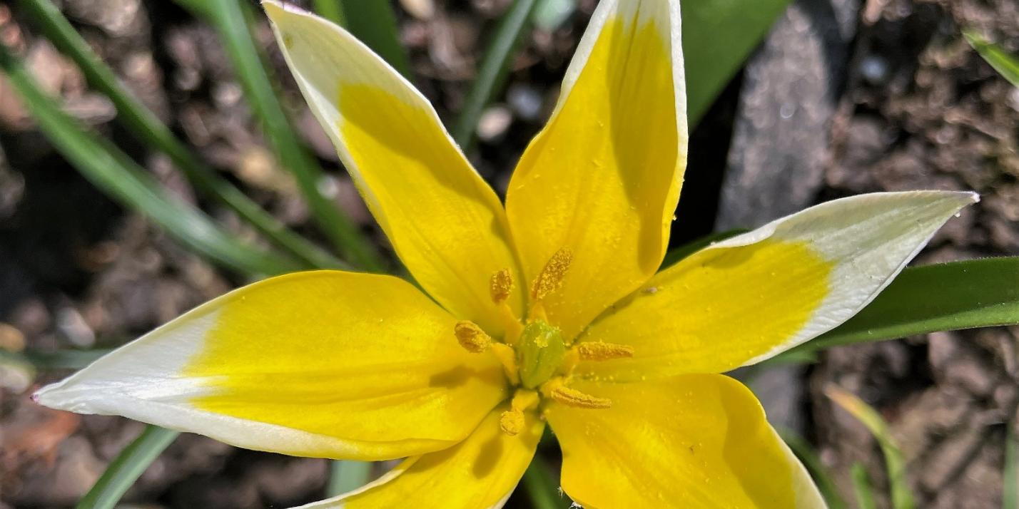 Blüte - Blume - Frühling