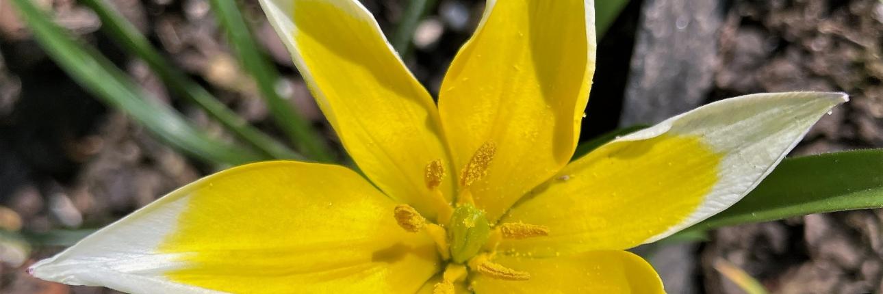 Blüte - Blume - Frühling