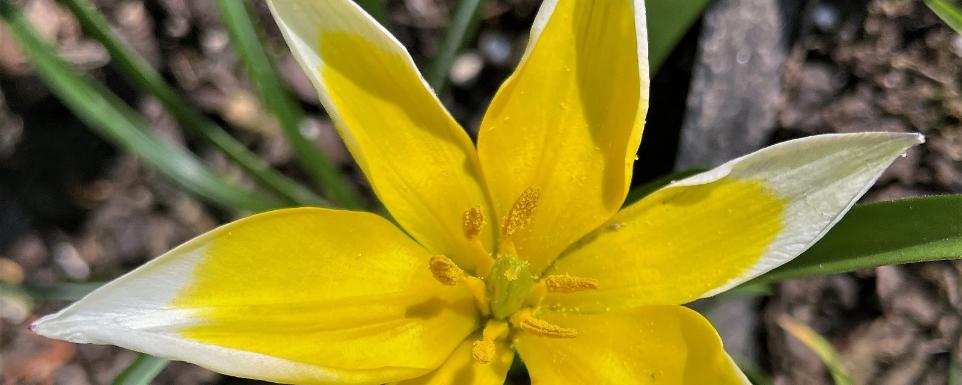 Blüte - Blume - Frühling