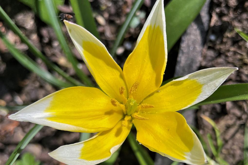 Blüte - Blume - Frühling