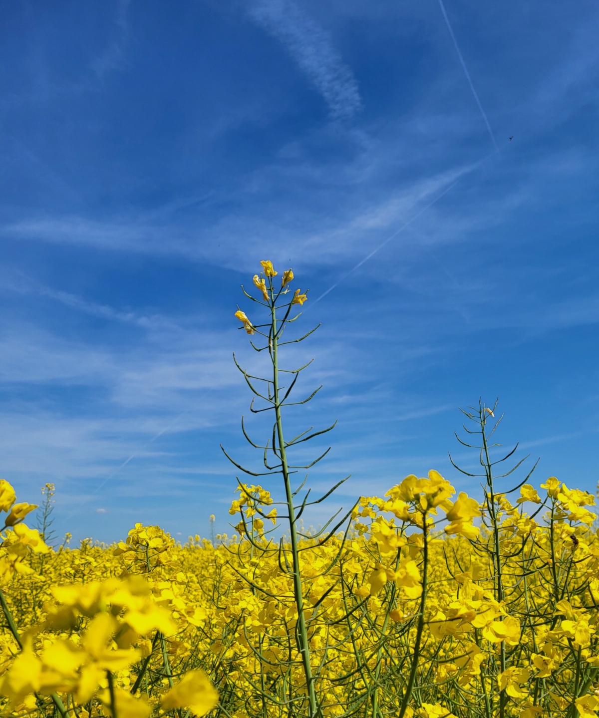 Paps Sommer Gelb Blau